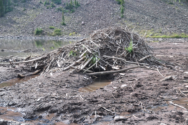 beaver dam in Maroon Lake